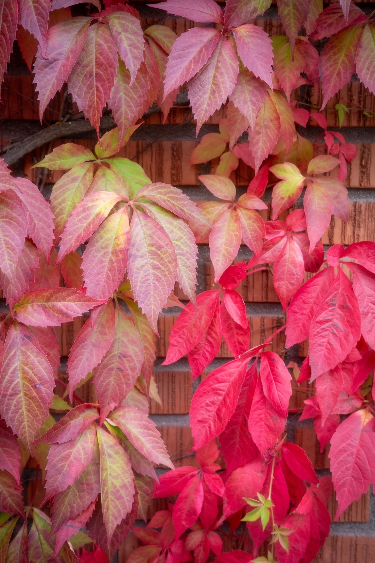 A vibrant display of climbing autumn leaves in various shades of red, pink, and green, growing on a brick wall.