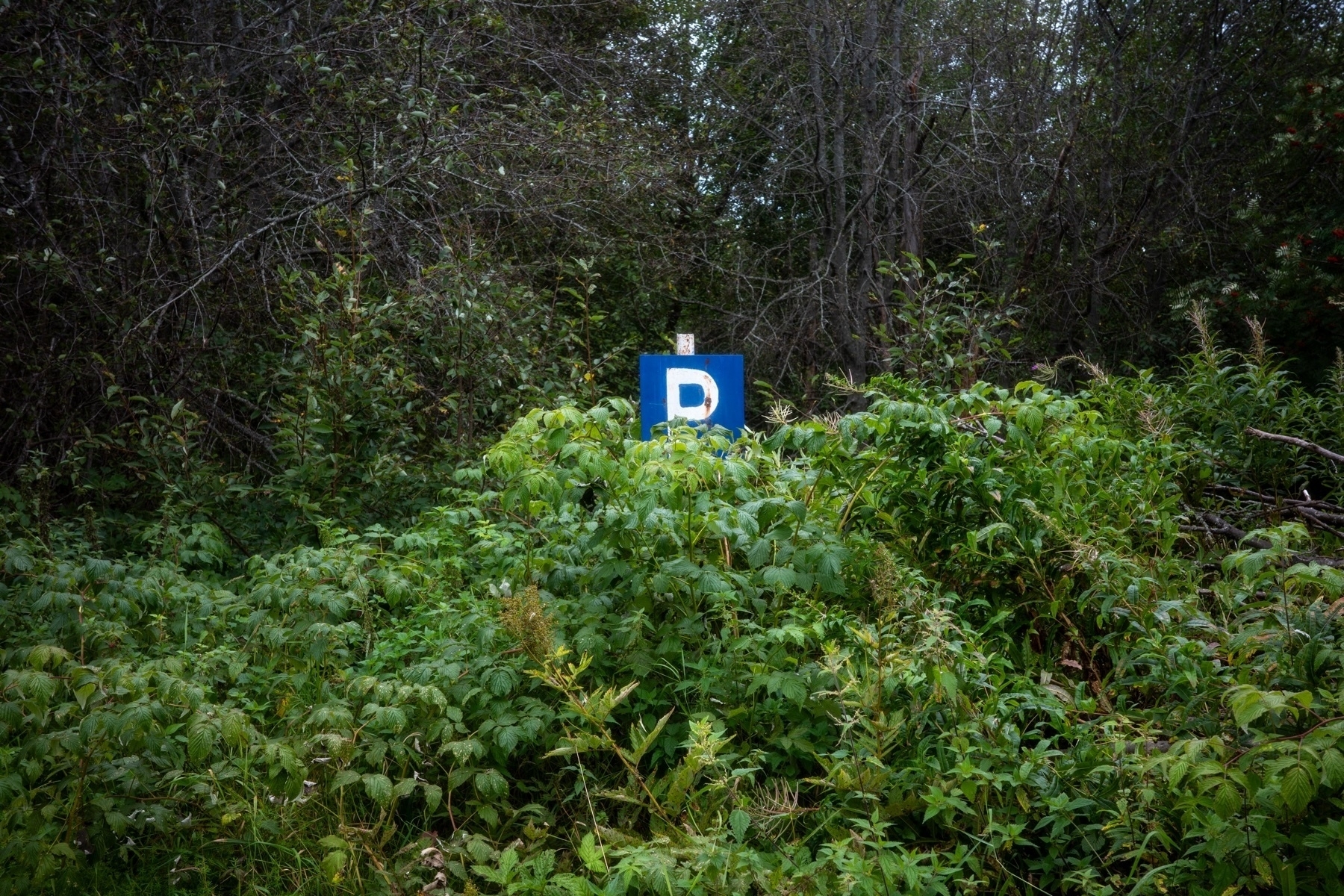 A small blue sign with a large white letter “D” partially obscured by overgrown green vegetation and surrounded by dense foliage and trees.