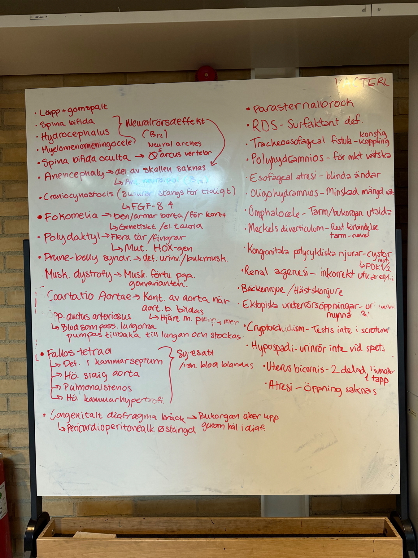 A whiteboard filled with handwritten medical notes in Swedish. The text includes various congenital conditions such as neural tube defects, spina bifida, anencephaly, craniosynostosis, and several other developmental abnormalities. There’s mention of conditions