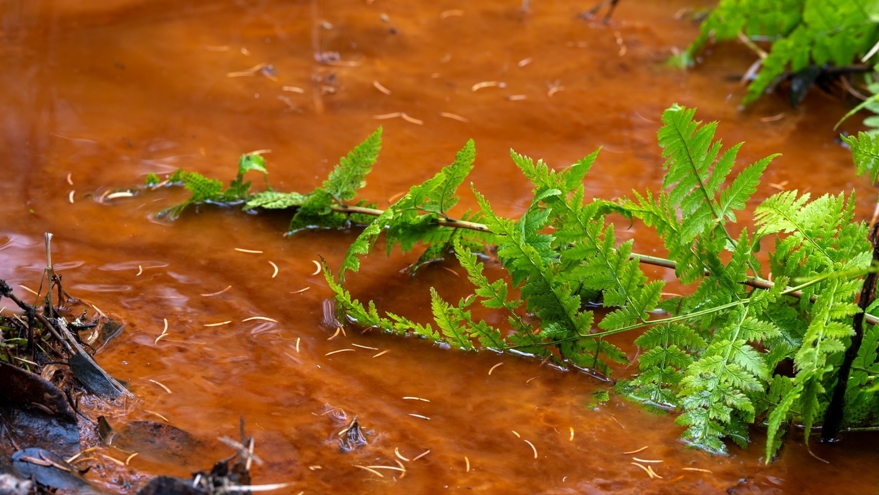 A vibrant green fern lies partly submerged in rusty brown water, surrounded by small twigs and debris.