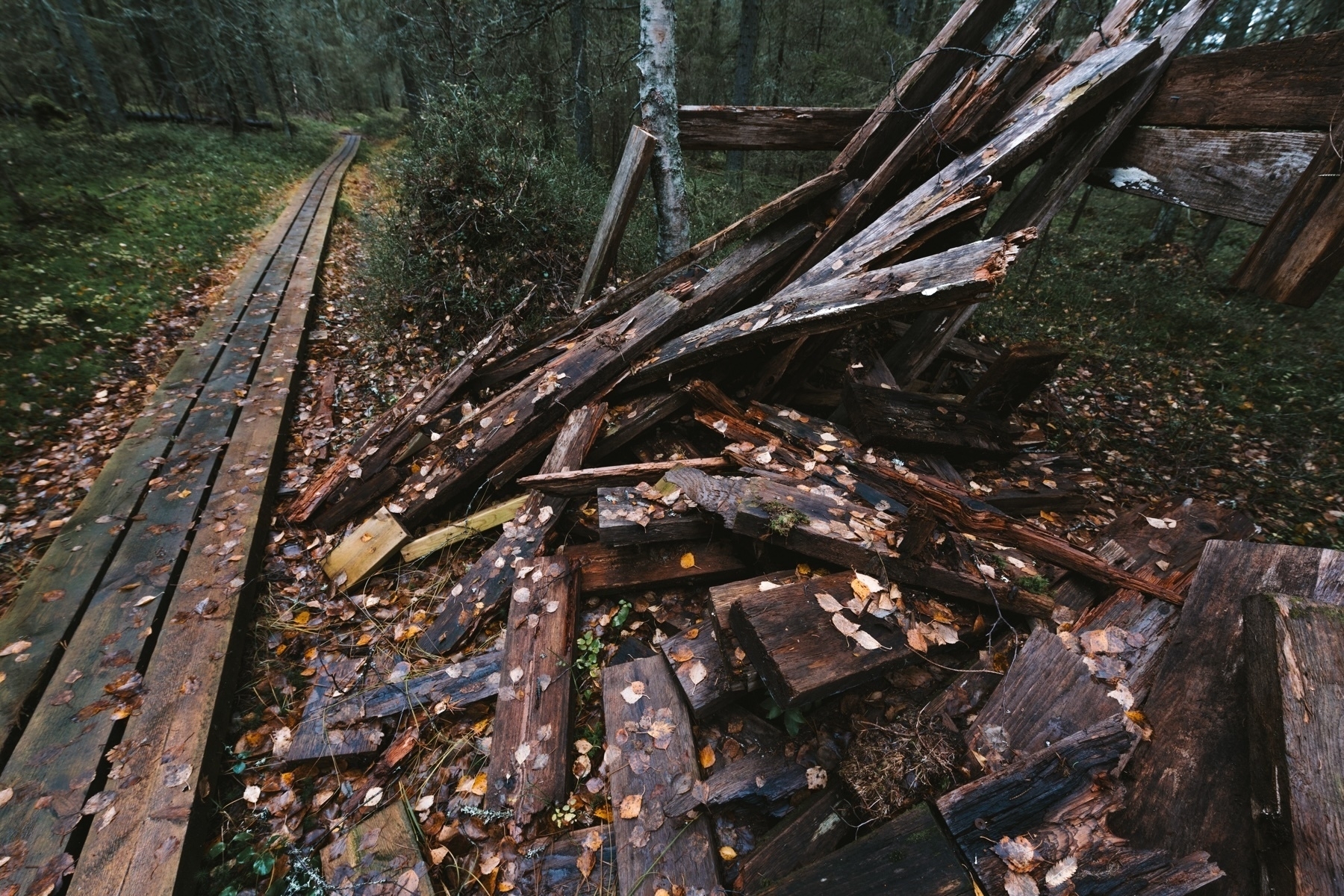 A narrow wooden boardwalk runs through a forest beside a pile of decaying wooden planks covered with fallen leaves.