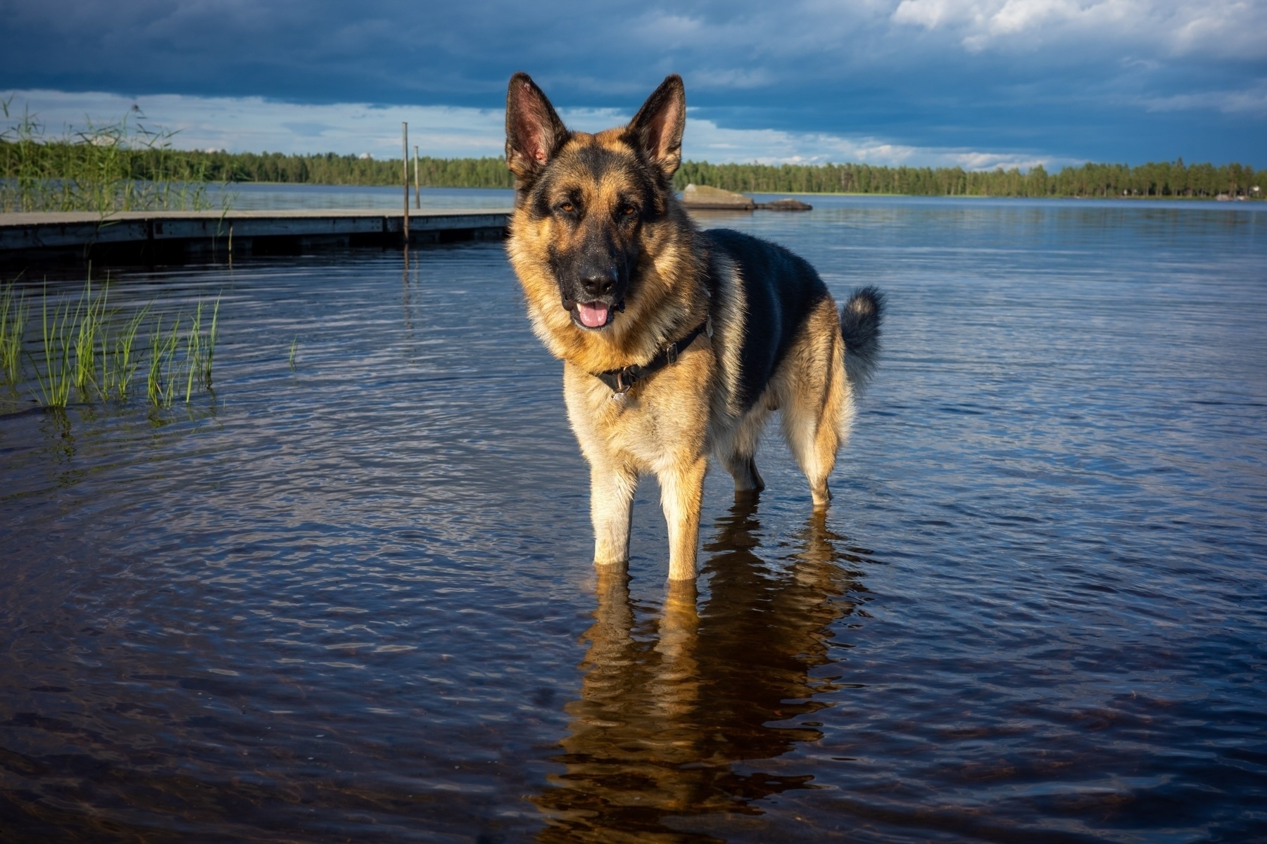 A German Shepherd standing in shallow water by a lake, with a dock and a forested shoreline in the background under a cloudy sky.