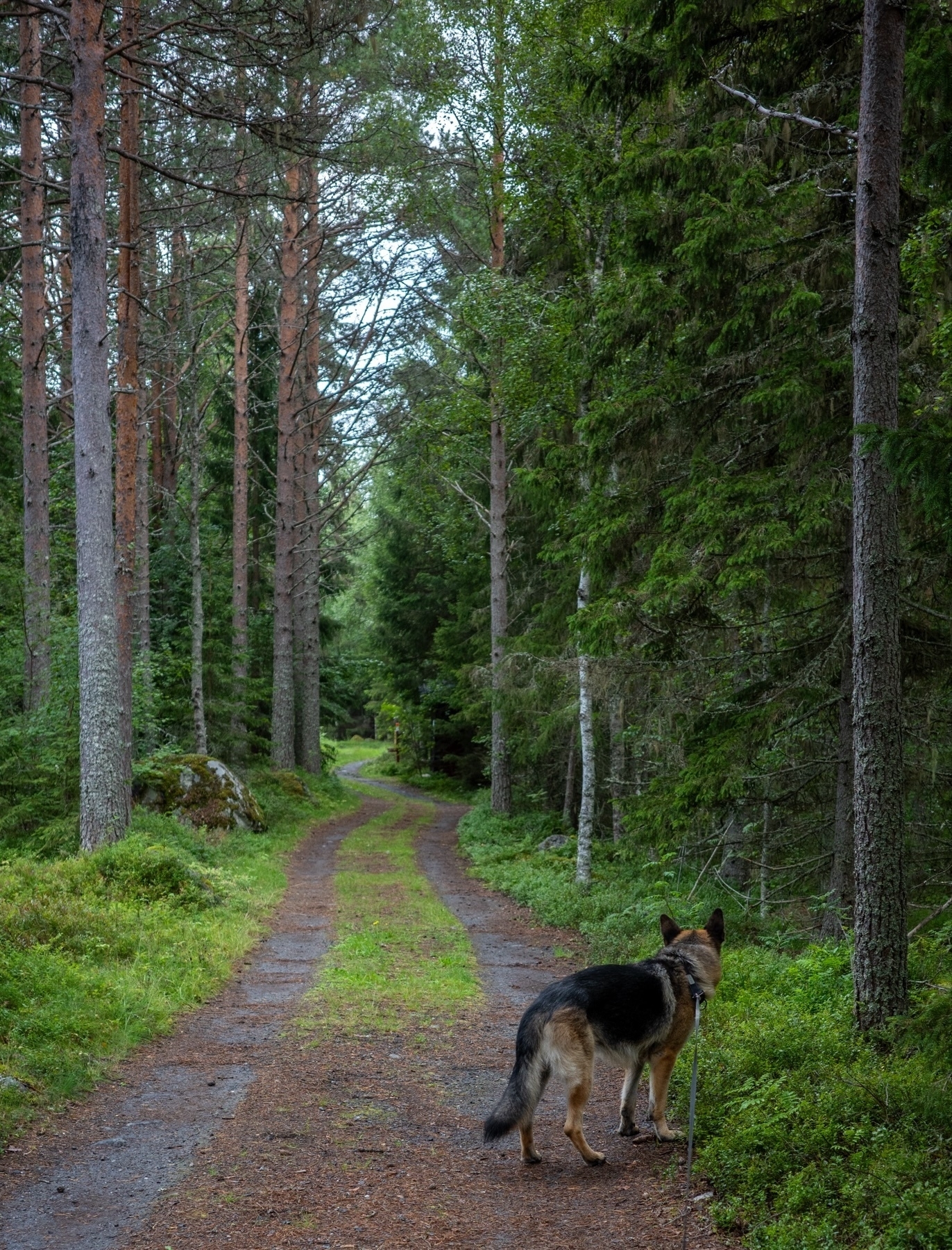 A German Shepherd dog on a leash is walking along a dirt path through a dense forest with tall trees and green foliage. The path winds through the forest, disappearing into the distance.