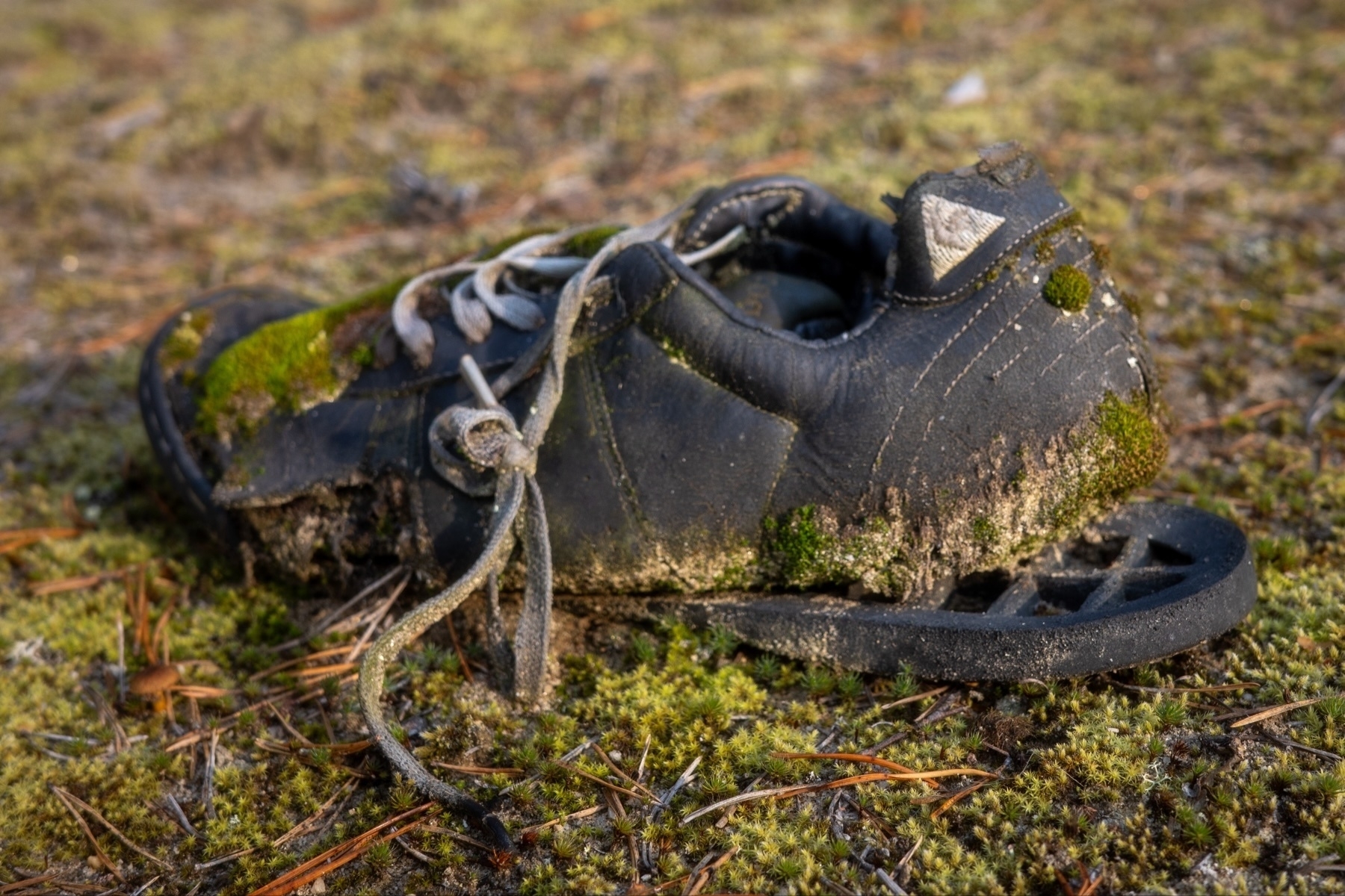 A worn-out, mud-covered black shoe with moss growing on it, lying on mossy ground outdoors.