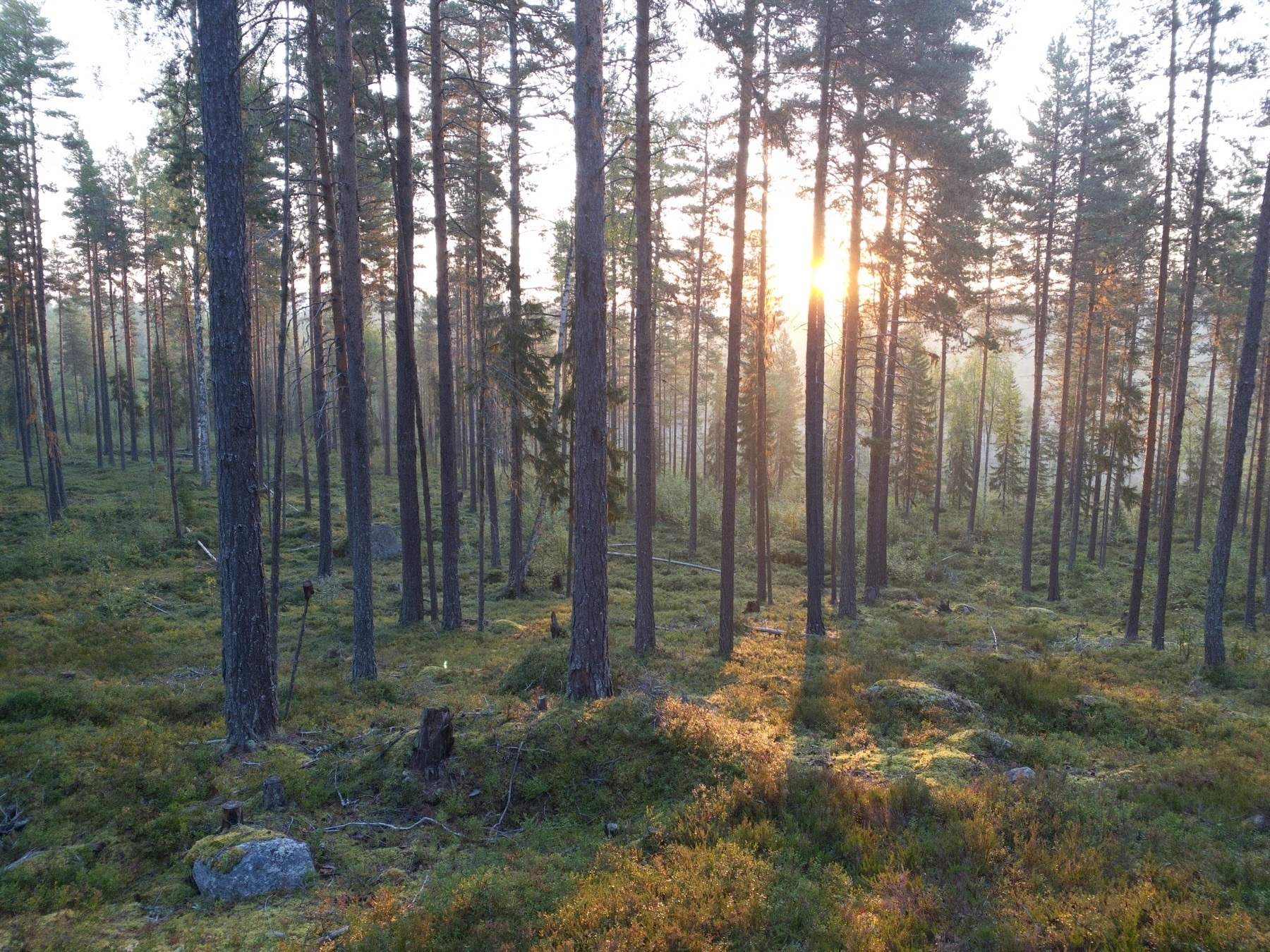 A serene forest scene during dawn or dusk, with tall, slender trees and a sun partially hidden behind the treetops, casting long shadows on the green forest floor covered in moss and shrubs. The atmosphere is tranquil with soft, diffused lighting.