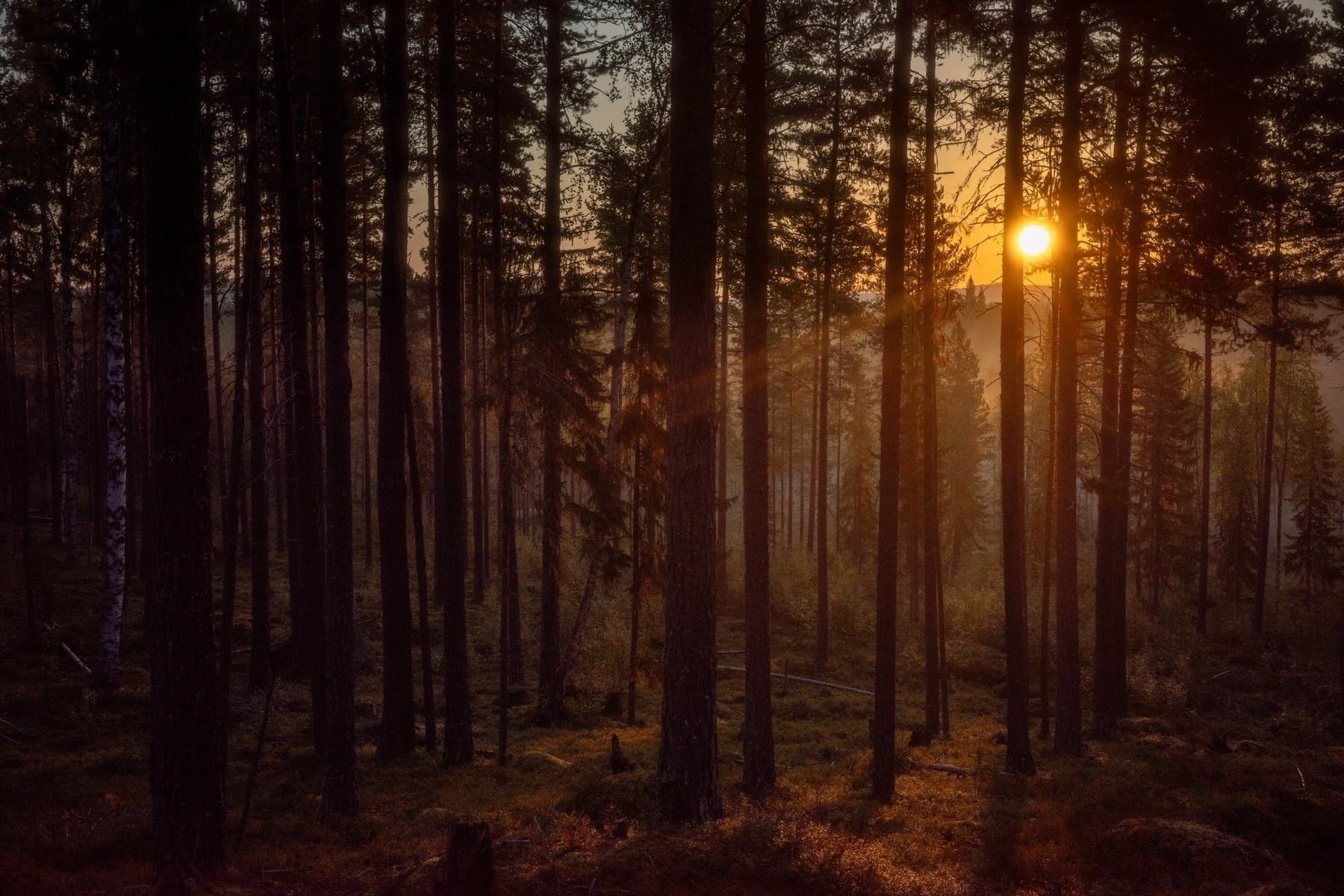 A dense forest with tall, slender trees is depicted. The sun is either setting or rising, casting a warm golden hue and long shadows through the trees. The forest floor is covered in low vegetation.