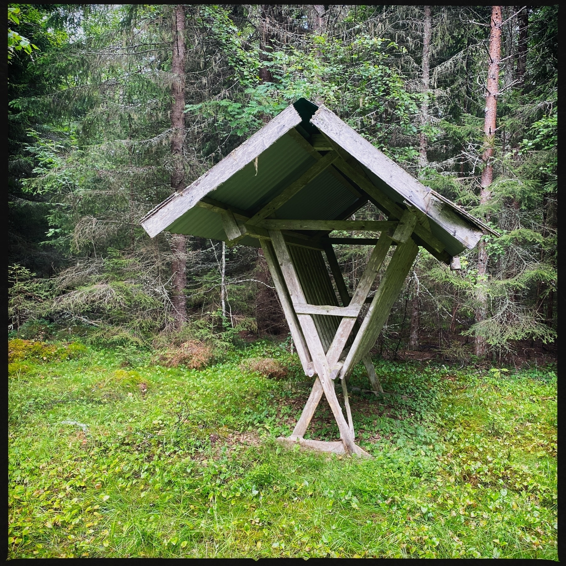 A dilapidated wooden structure with a slanted roof standing in a forest clearing. Surrounded by dense trees and green underbrush, the roof appears to be partially covered with metal sheeting and the structure is leaning significantly. It looks like an old