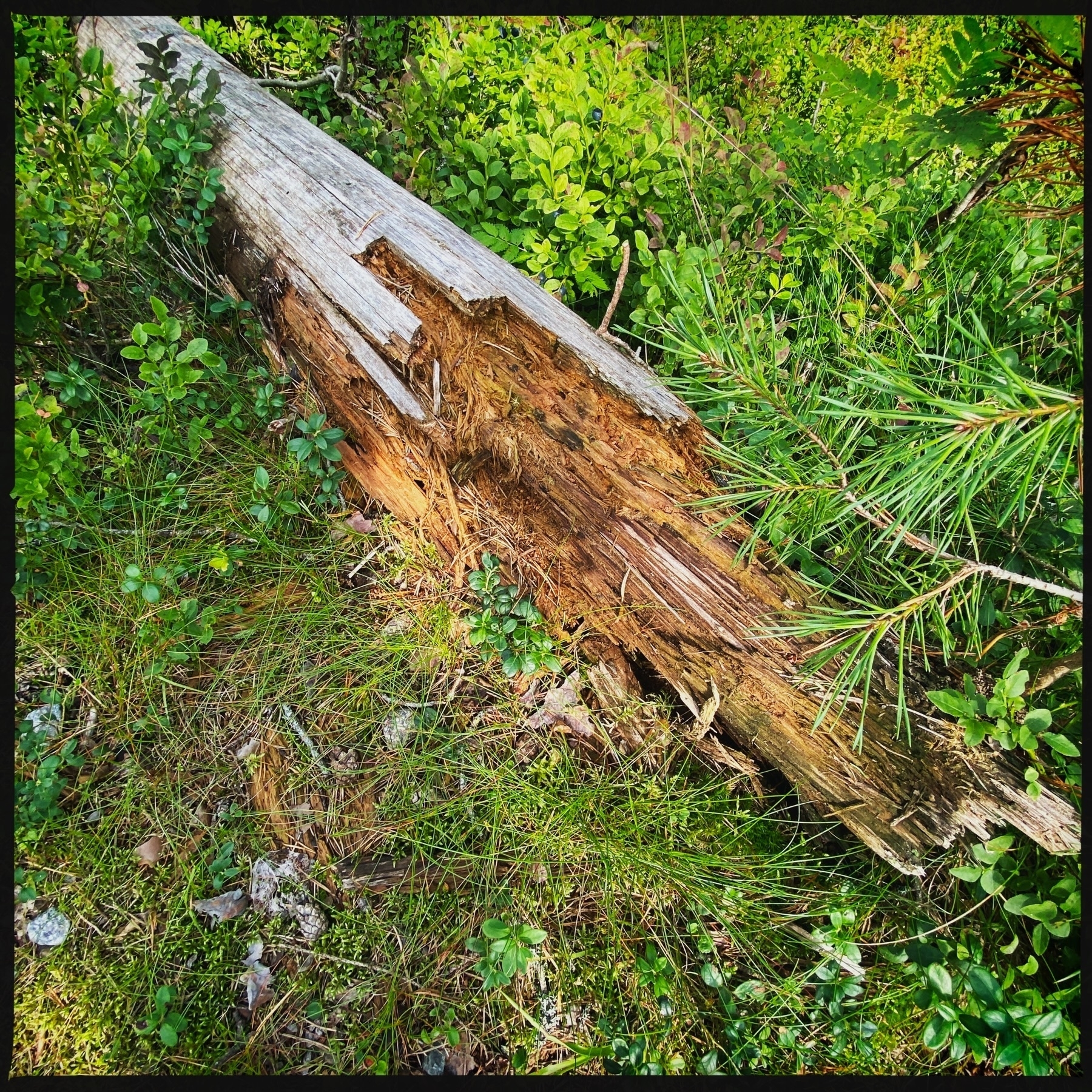 A decaying log surrounded by green vegetation and grass in a forested area. The log appears to be breaking down with visible signs of rot and weathering.