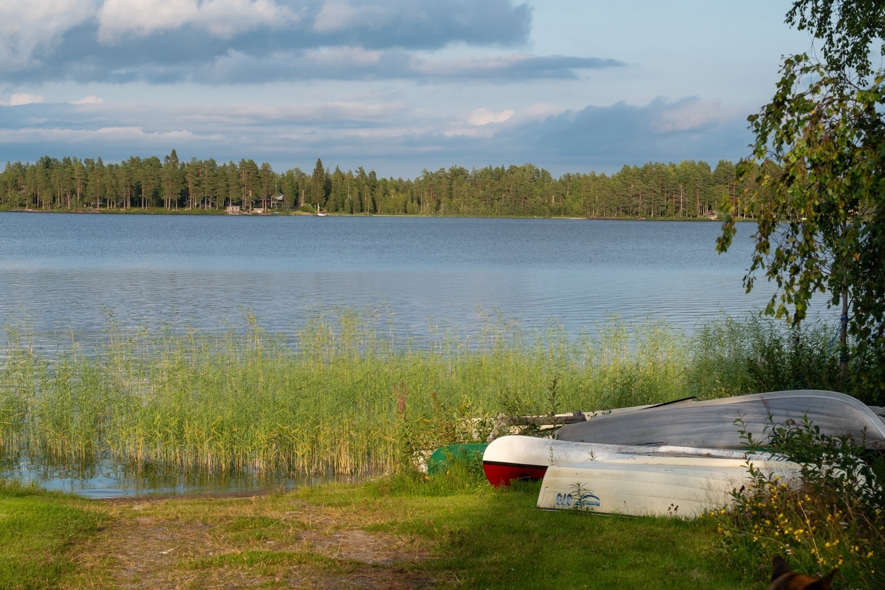 Some boats are lying upside down on the grass near a lake shoreline, surrounded by tall green grass. The calm lake reflects the blue sky and is bordered by a line of dense trees in the background. Overhead, there are partly cloudy skies.