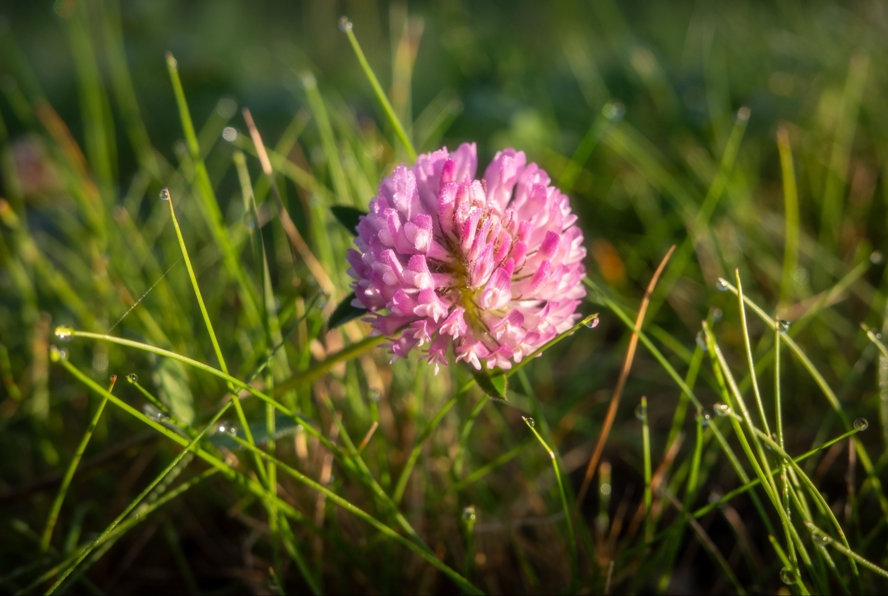 Pink clover flower in a field with green grass and dewdrops in the background.