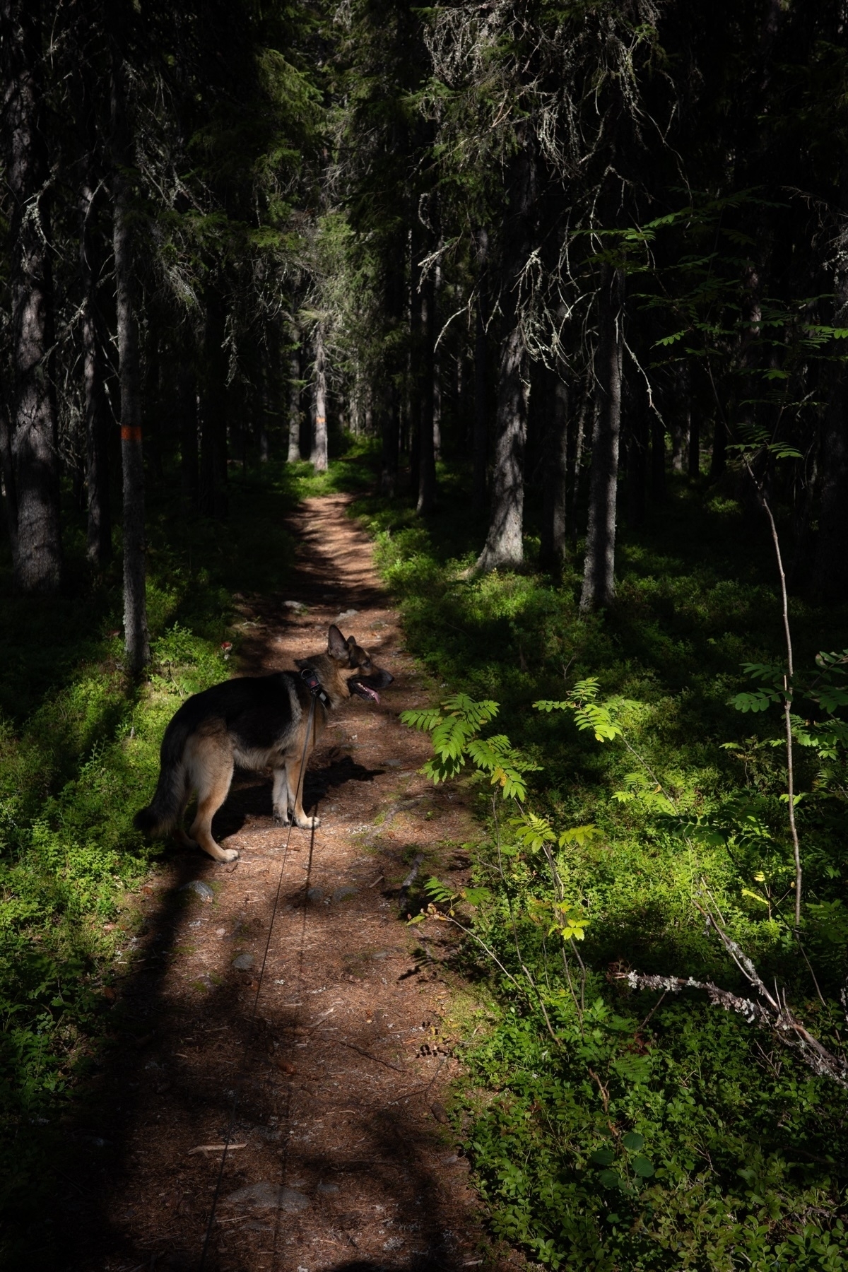 A German Shepherd dog is standing on a wooded hiking trail. The path is surrounded by dense trees and lush green undergrowth, with dappled sunlight filtering through the forest canopy. The dog is wearing a harness and leash, looking attentively ahead.