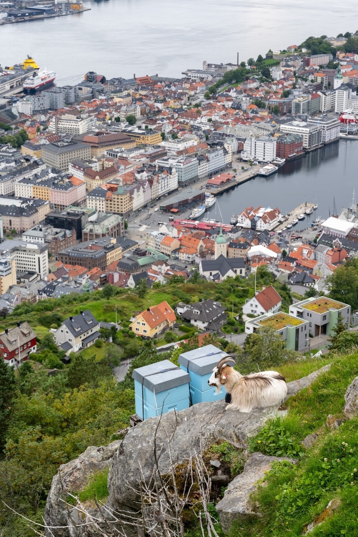 A panoramic view of a coastal city with a harbor, colorful buildings, and residential areas. In the foreground, a goat lies on a rocky ledge near blue beehives.