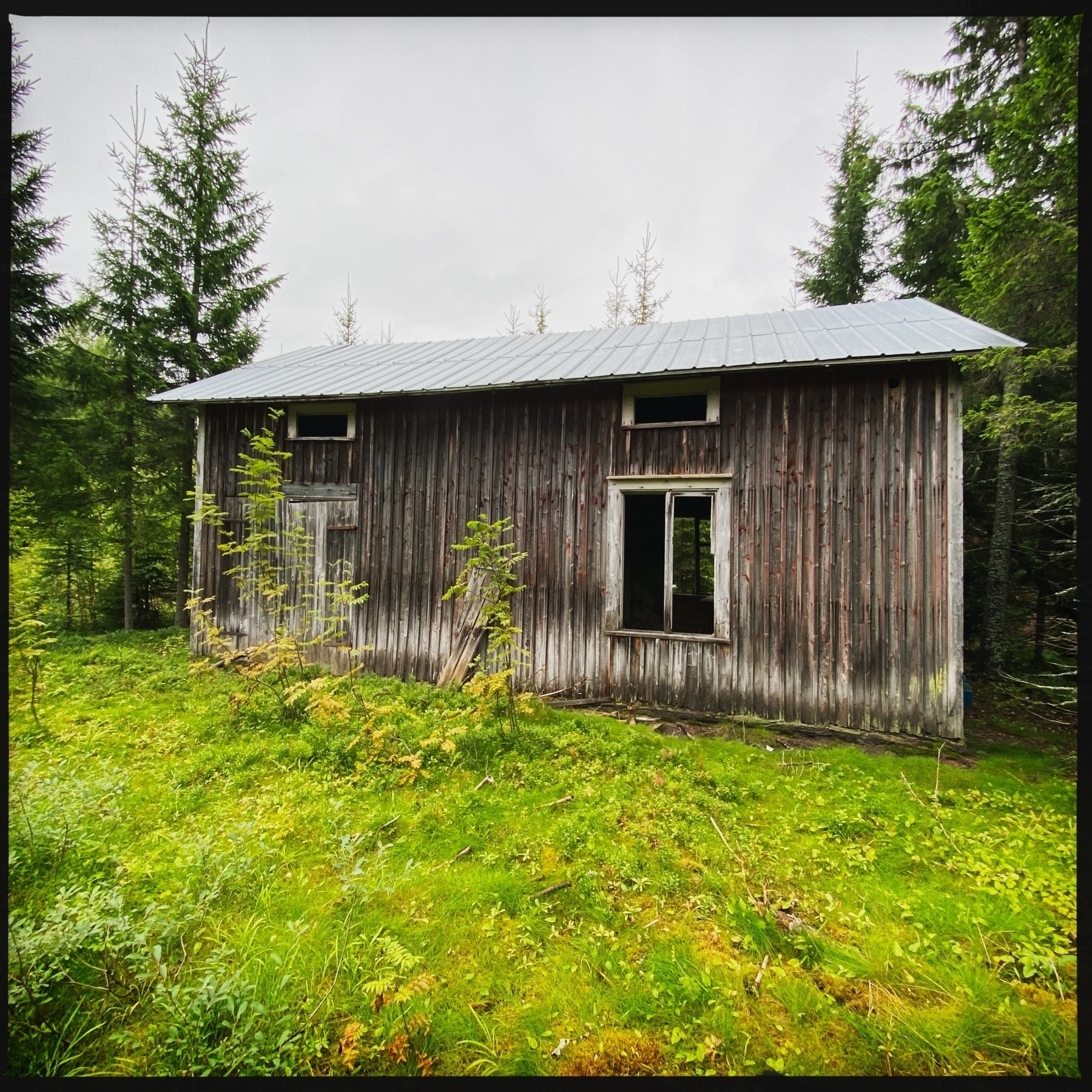 An old, weathered wooden cabin with a metal roof sits in a clearing surrounded by dense evergreen trees. The cabin has peeling paint, a boarded-up door, and missing windows, suggesting it is abandoned. The foreground features lush green grass and small plants