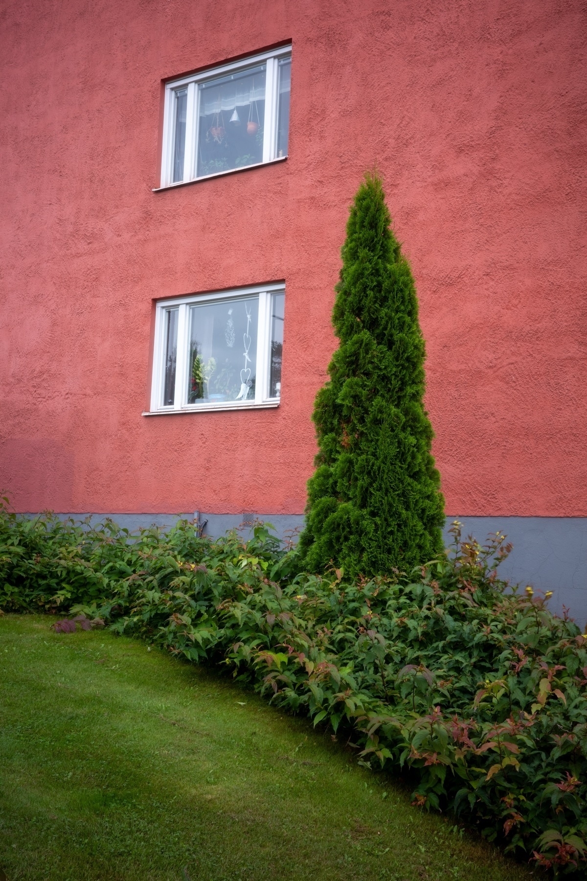 A red stucco building exterior with two windows, some plants visible inside. A tall conical evergreen tree and a patch of green shrubs are in front of the building. The ground is covered in grass.