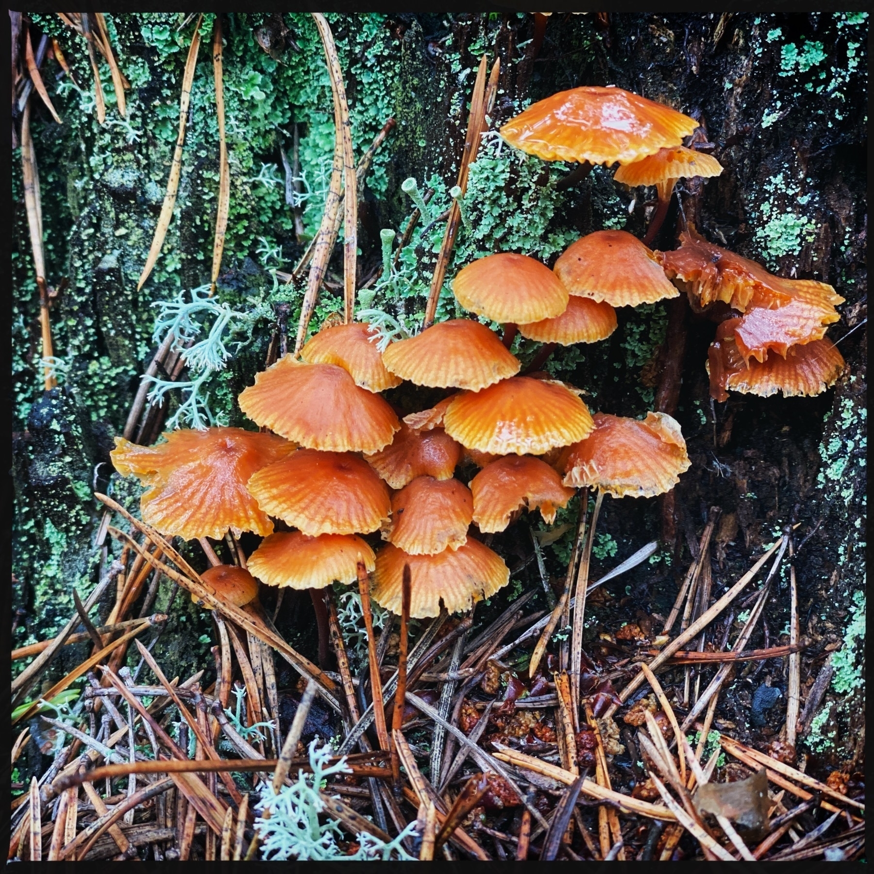 A cluster of bright orange mushrooms growing on a mossy tree trunk surrounded by pine needles and small green lichens.