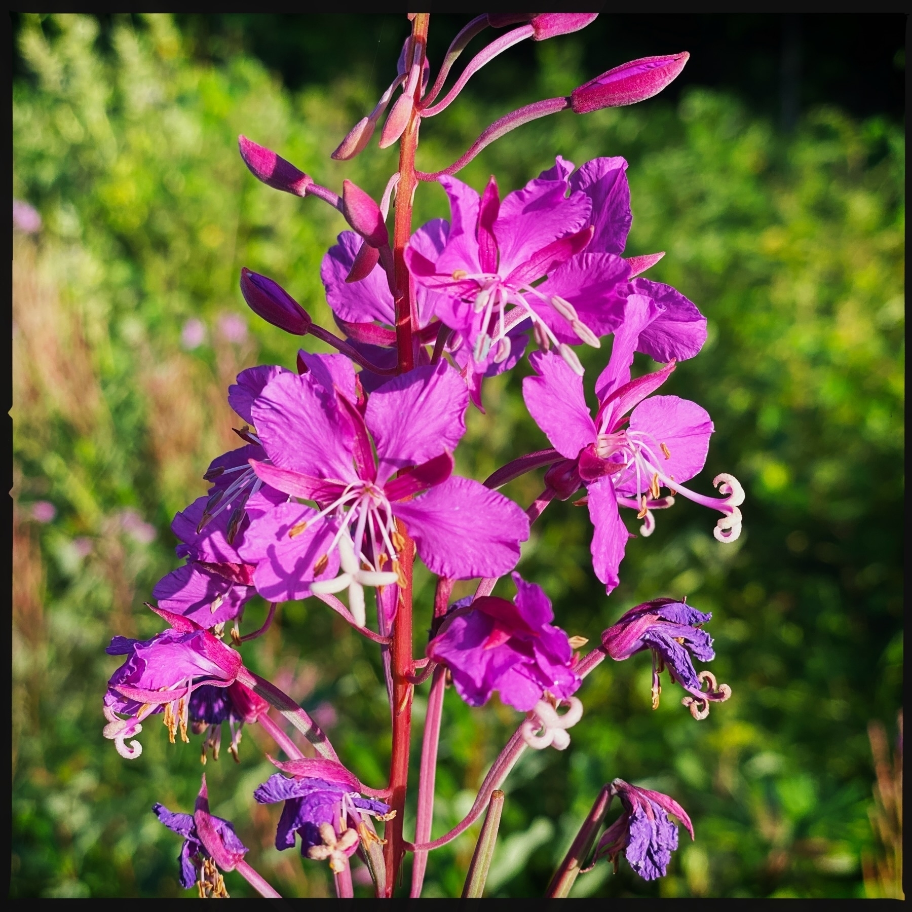 A close-up of an Epilobium angustifolium plant, commonly known as fireweed, featuring vibrant pink flowers in bloom against a blurred green natural background.