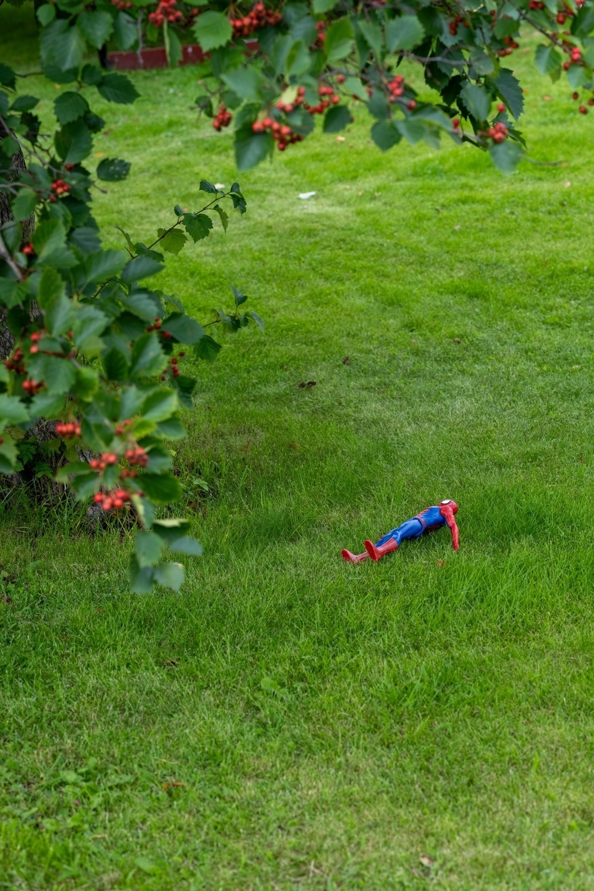 A Spider-Man action figure lying on a grassy lawn beside a tree with green leaves and clusters of red berries.