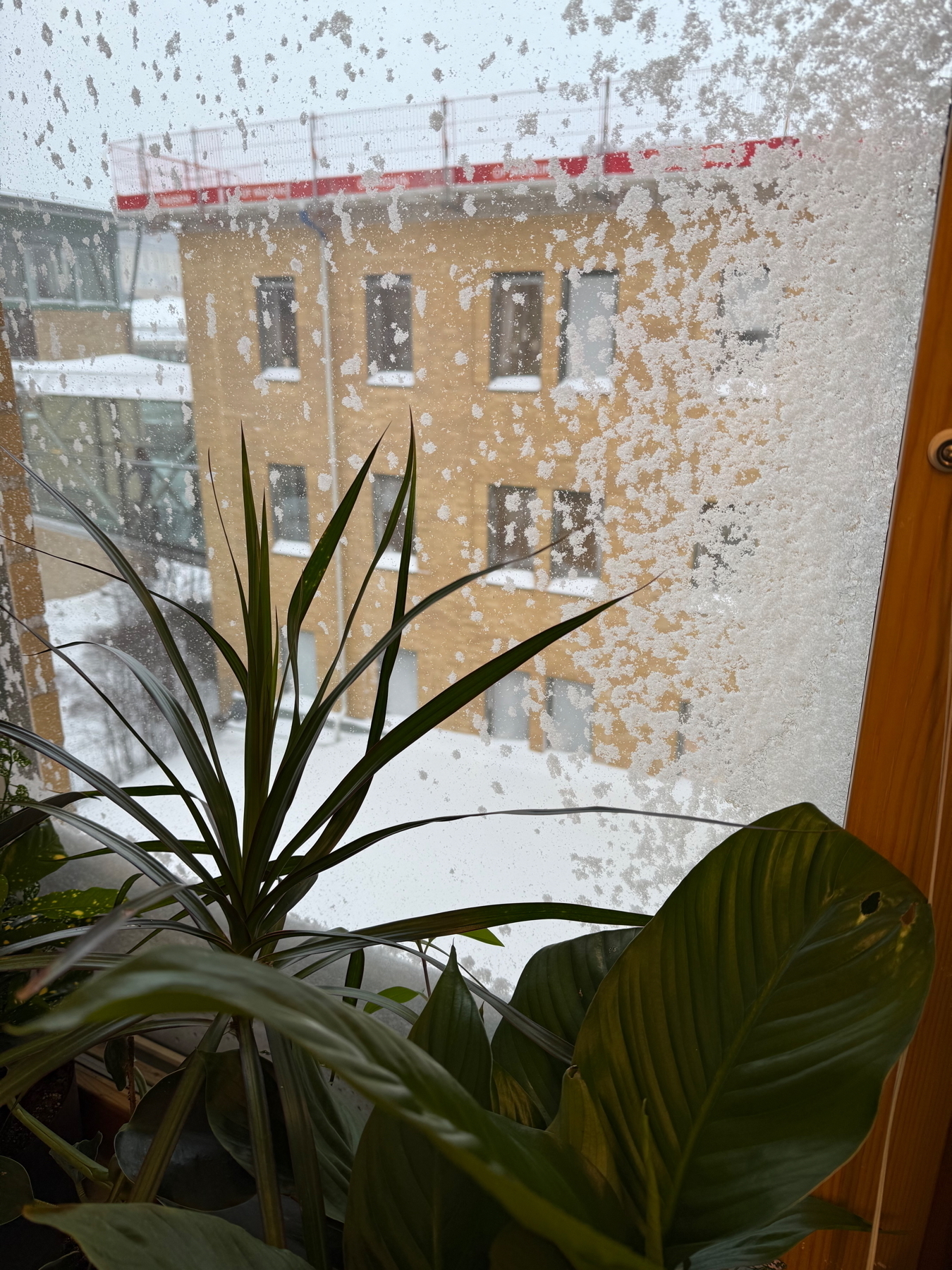 Snow-covered window with indoor plants in the foreground. Outside, an apartment building is partially visible through the frosted glass.